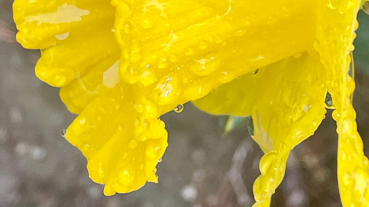 What Bloomed in the Woods