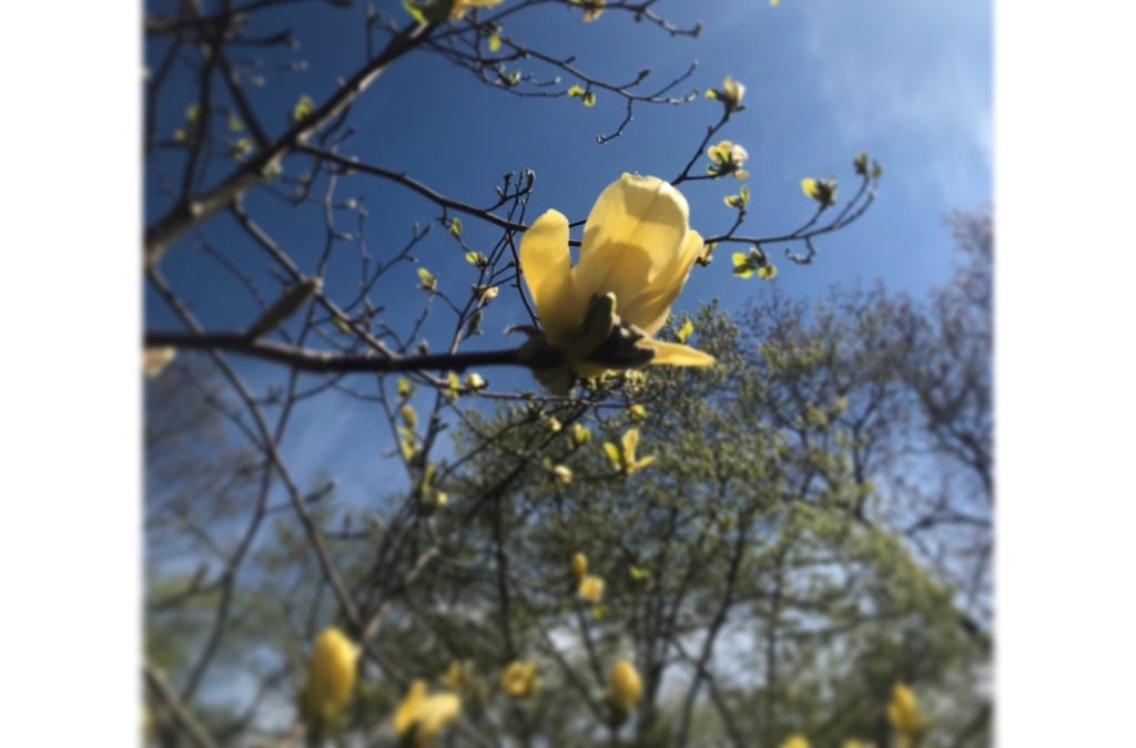 The Color of Becoming